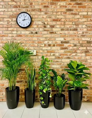 Beautiful Indoor Plants in Elegant Pots