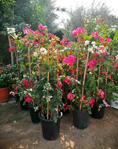 Vibrant Bougainvillea Plants for Sale