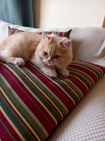 Adorable Kitten for Adoption