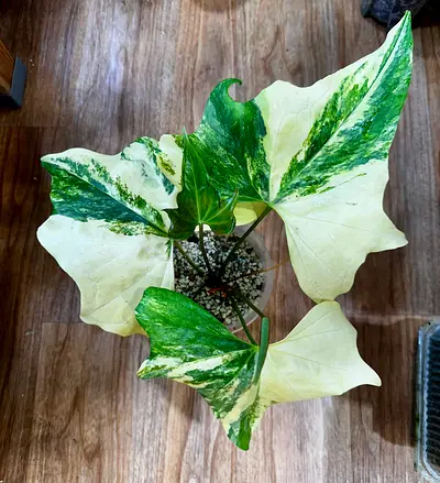 Variegated Anthurium Pterodactyl. Aed950/-. Pickup from financial center. Delivery can be arranged
