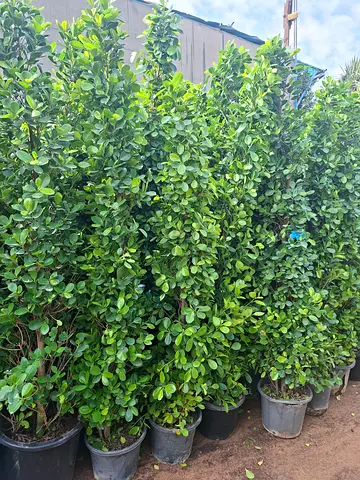 Beautiful Garden Plants ficus cone for Your Outdoor Space