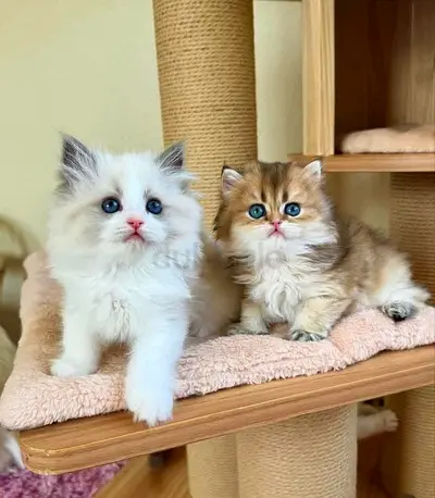 Adorable Kittens Looking for a Forever Home