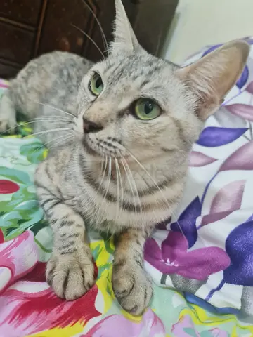 Luna , A sweet affectionate female cat!