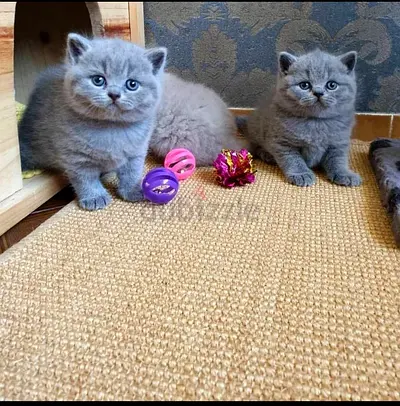 Adorable Kittens Looking for a Loving Home