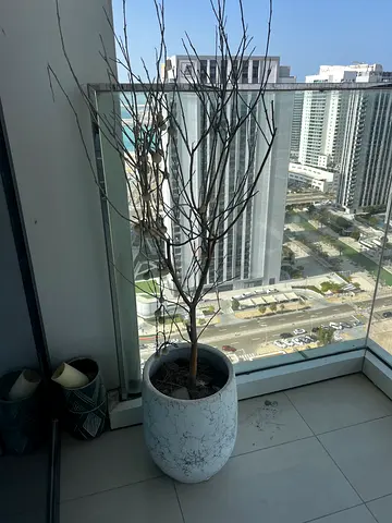 Dead Plant with beautiful Marble Planter