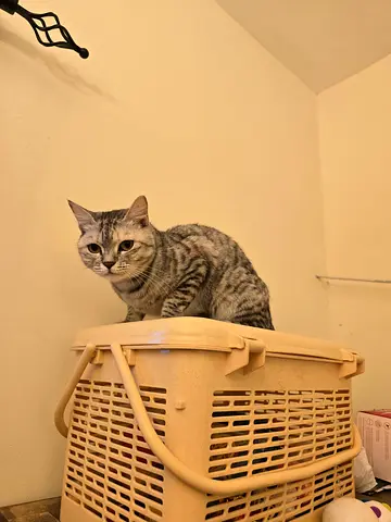 Snowflake for Free Adoption