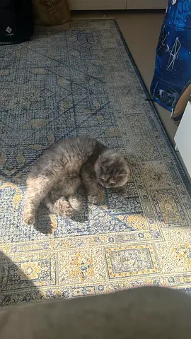 Lost cat , call if found as soon as possible