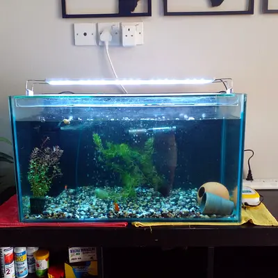 NEED TO SELL Fish Tank aquarium FAST (negotiable)
