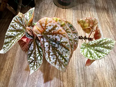 Begonia Snow cap variegated. Aed325/-. Pickup near financial center metro. Delivery can be arranged