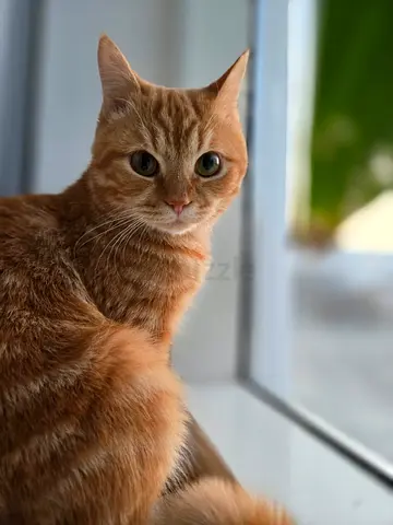 Handsome orange cat FREE adoption