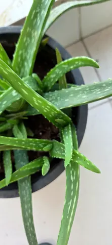 plants