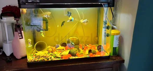 Beautiful Aquarium Full of Colorful Fish