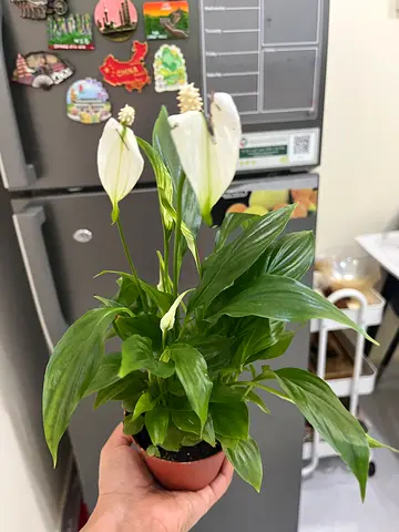 Beautiful Peace Lily Plant for Sale