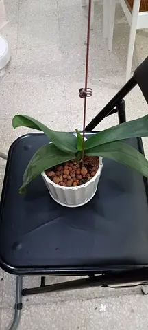orchid for sale