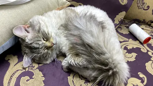 Lovely Grey Long-Haired Cat for Adoption