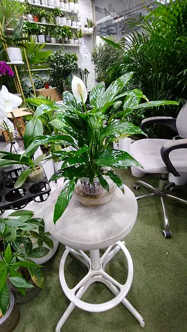 Peace Lily Plant indoor in glass vase