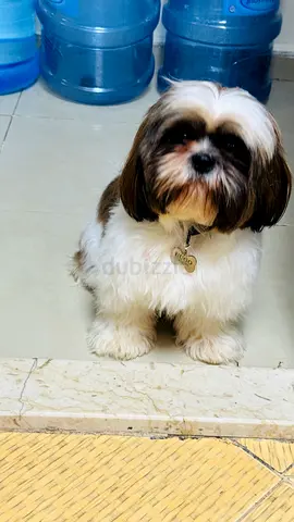 Top Quality Shih Tzu female dog for Adoption