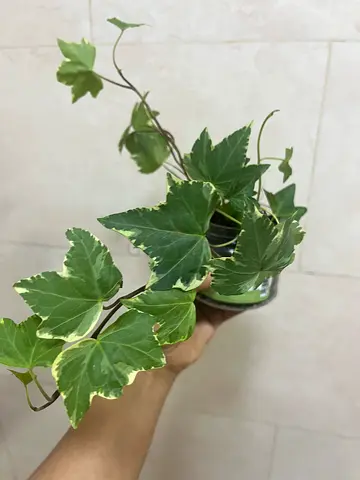 Beautiful Potted Ivy Plant for Home Decor