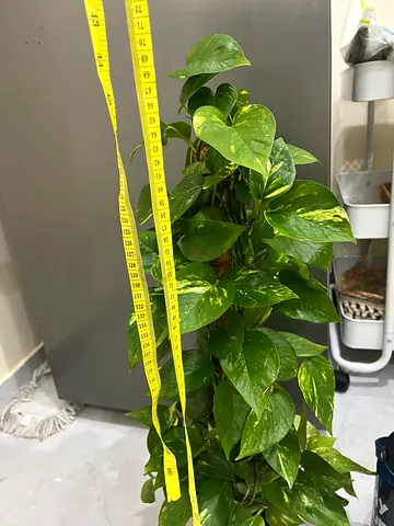 Stylish Potted Plant for Home Decor