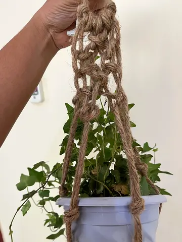 English ivy plant with Hanger