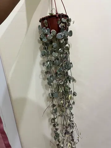 Beautiful Hanging Plant for Your Home