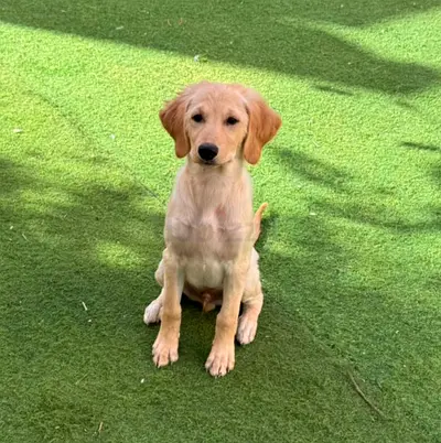 Peter , Friendly Golden Retriever Puppy Looking for a Loving Home