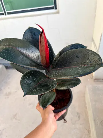 Beautiful Rubber Plant in Pot