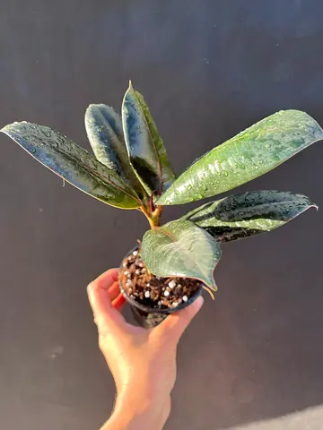 Beautiful Potted Rubber Plant for Sale