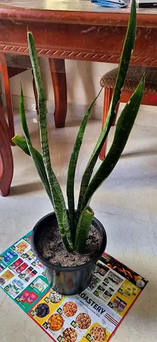 Snake plant