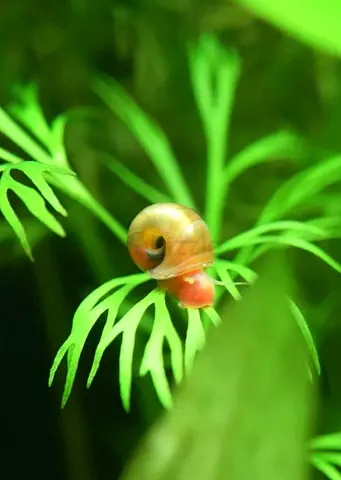 Red Ramshorn snail