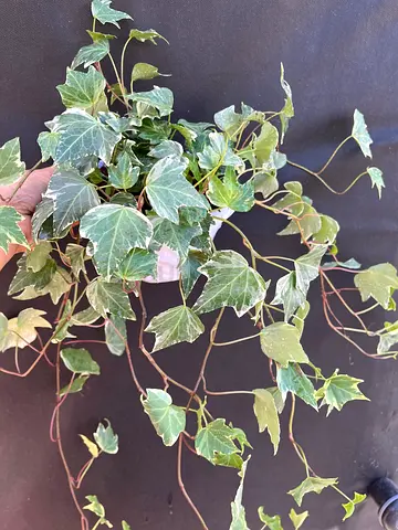 Potted Ivy Plant for Your Home