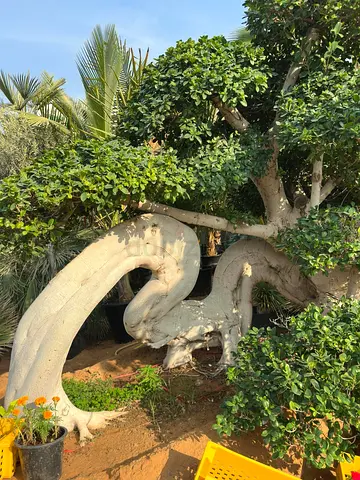 Sculptural Dragon-Shaped Ficus Bonsai | Multi-Head | Rare Statement Tree