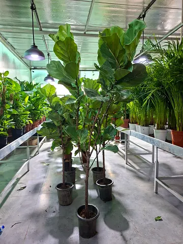 Beautiful Fiddle Leaf Fig Plants for Sale