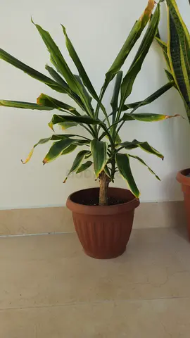 Charming Indoor Plants Collection for Your Home
