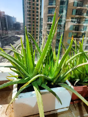 Aloe Vera plant
