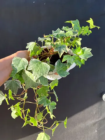 Beautiful Indoor Ivy Plant in Pot