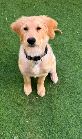 Milo, Adorable Golden Retriever Puppy Looking for a Loving Home