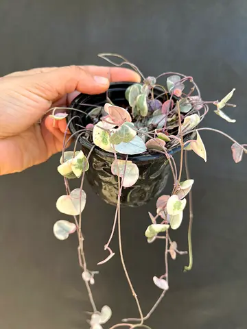 Beautiful Hanging Indoor Plant in Decorative Pot