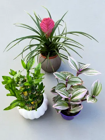 ️Curated Set of 3 Mini Indoor Plants for Style  Serenity