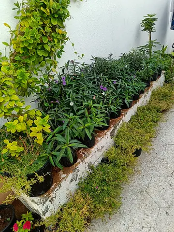 Beautiful Garden Plants Collection