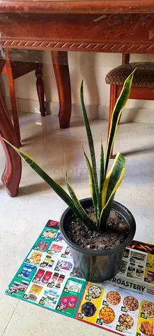 Snake plant