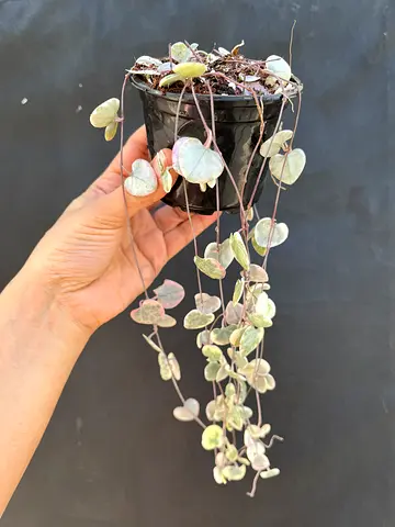 Beautiful Potted Creeping Plant for Home Decor