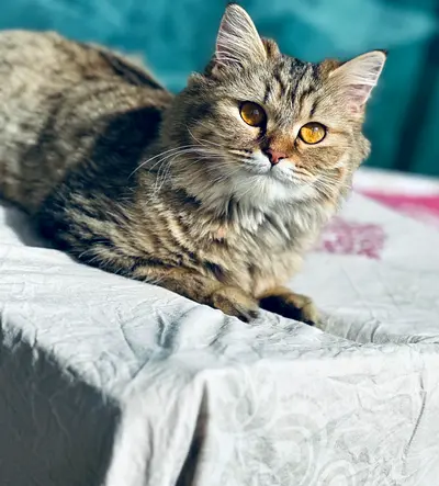 Playful Cat Looking for a Loving Home