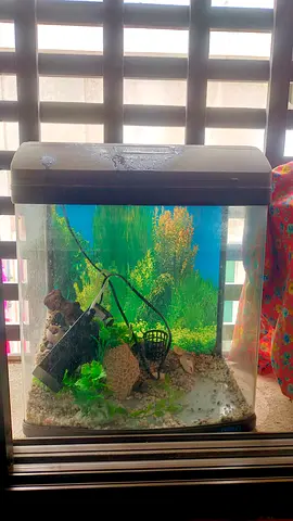 Aquarium with Accessories