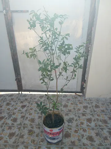 Lime tree for sale very green and have fruits on it