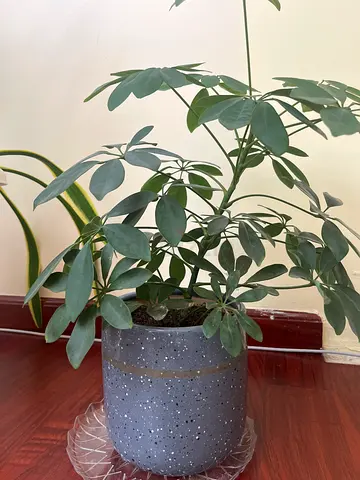 Green Home Plant ( Real ) provided with a pot and soil