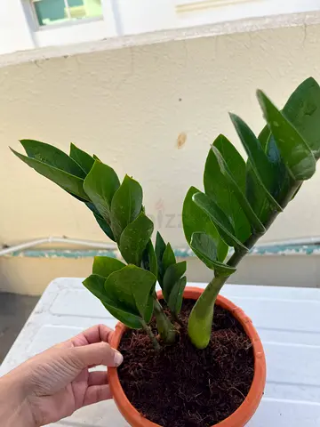 Beautiful Indoor Plant for Home Decor