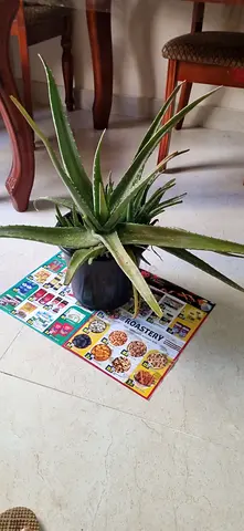 Aloevera