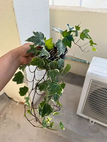 Charming Indoor Ivy Plant