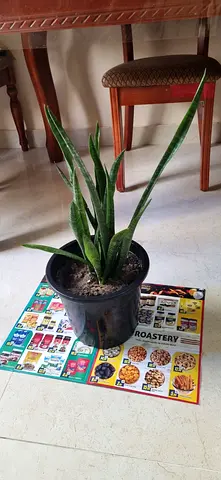 Snake plant